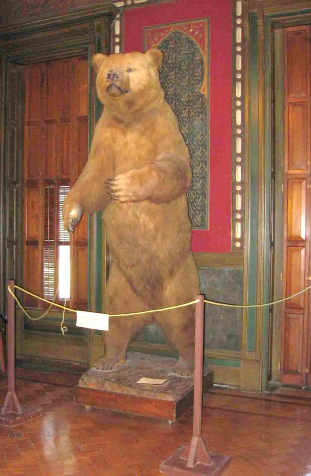 Dugdale Bear at St. Joe Museum