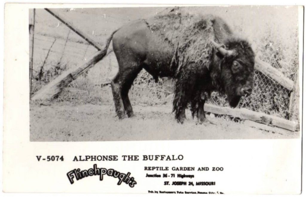 Buffalo at Flinchpaughs in 1951