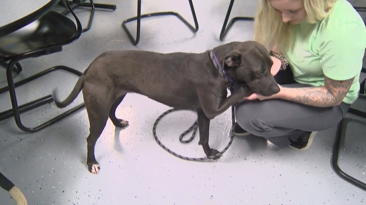Pet of the Week | Betty
