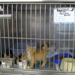 15 kittens abandoned and rescued in Savannah
