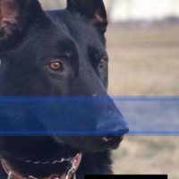 Man facing domestic assault charge now charged in K9 Max death
