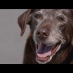 Iams TV Commercial, A Boy and His Dog Duck   iSpottv – TV Commercial